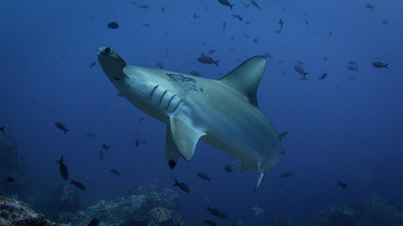 hammerhead shark attacking a person