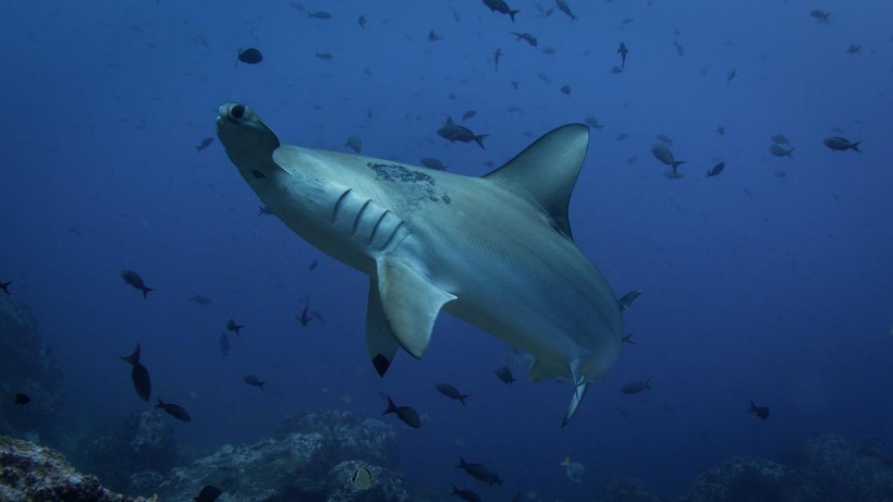  Wild Footage Shows 1,300-Pound Hammerhead Shark Stalking, Eating 6-Foot Shark off the Florida Coast
