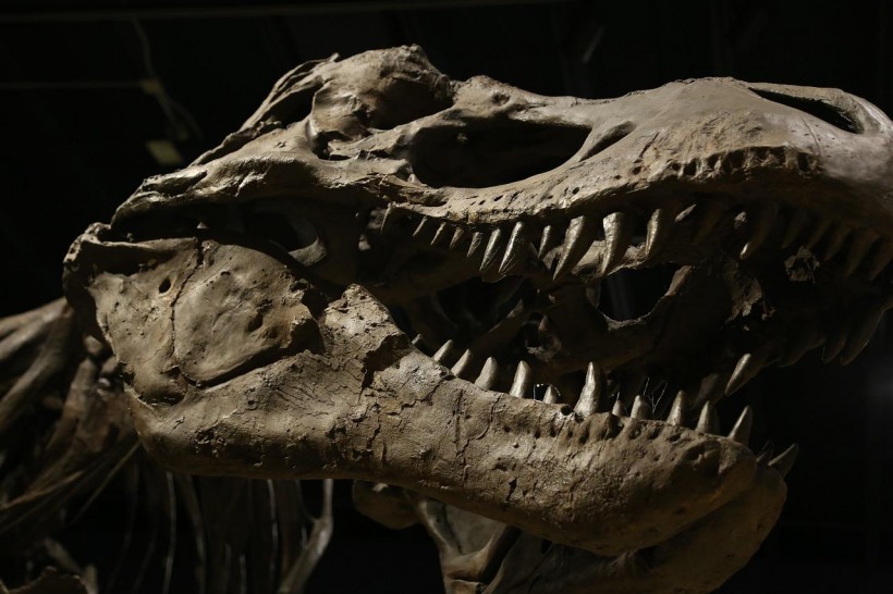  Re-Analysis of Dinosaur Fossils Refutes Theory That There Are 3 T. Rex Species
