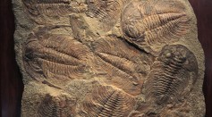 A Acadoparadoxides briareus Trilobite, w