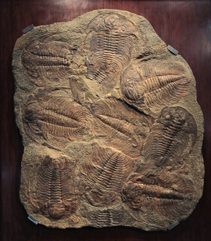 A Acadoparadoxides briareus Trilobite, w