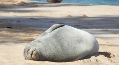  Hawaiian Monk Seal Attacks Swimming Woman Who Ignored Beach Warnings to Protect Her Pup