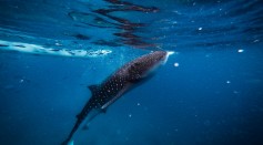 Whale sharks: largest omnivore in the world