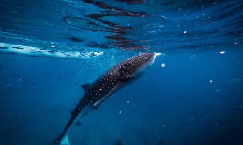 Whale sharks: largest omnivore in the world