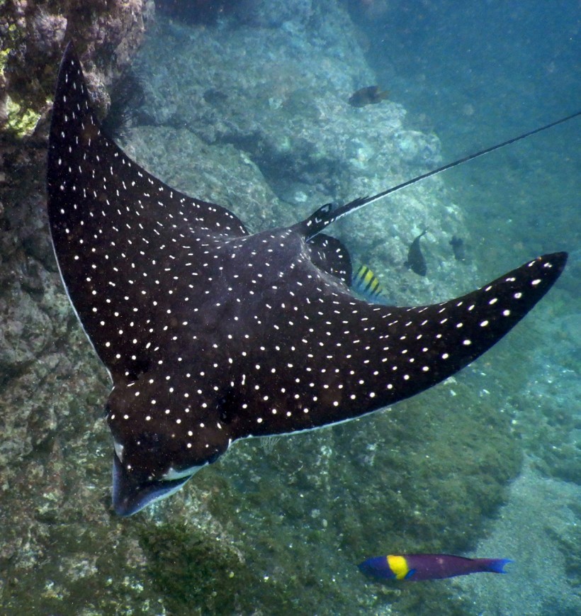  400-Pound Spotted Eagle Ray Unexpectedly Leaps Into A Boat, Gives Birth to Four Babies