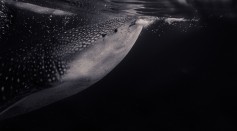  World's Largest Omnivore: Biopsy Samples Reveal Whale Sharks Also Eat Plants, Algae 