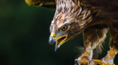  Golden Eagle Captured in Rare Defensive Pose Against Bighorn Sheep by Motion Sensor Trail Cameras