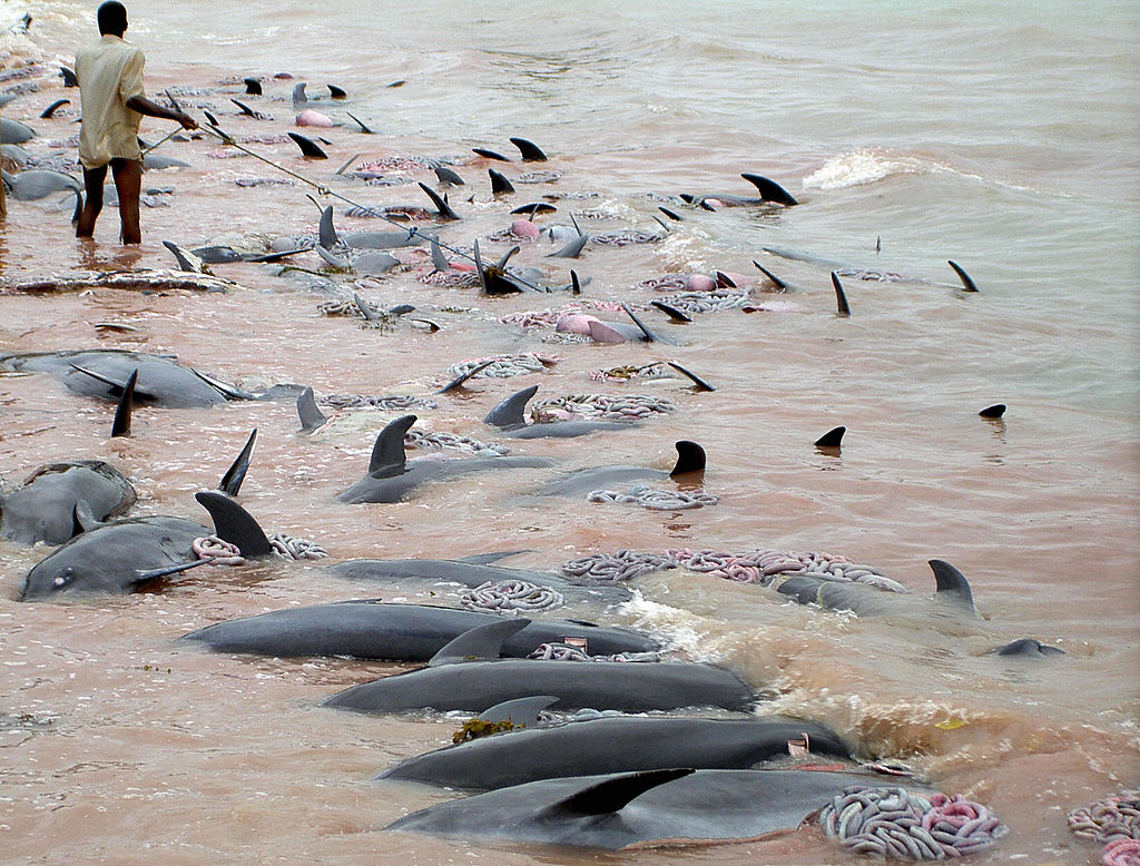 Animal rights group: Faeroes should end dolphin slaughters