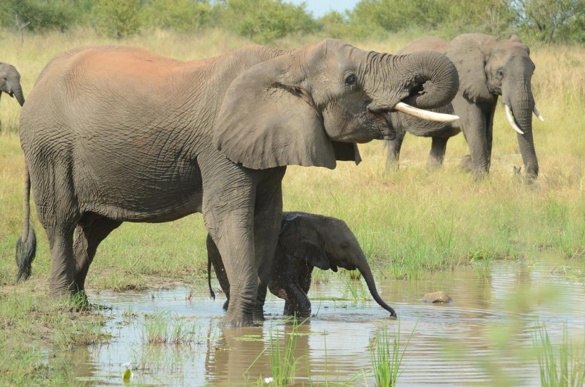  Mother Elephant to the Rescue As a Crocodile Attacks its Baby in Viral Video