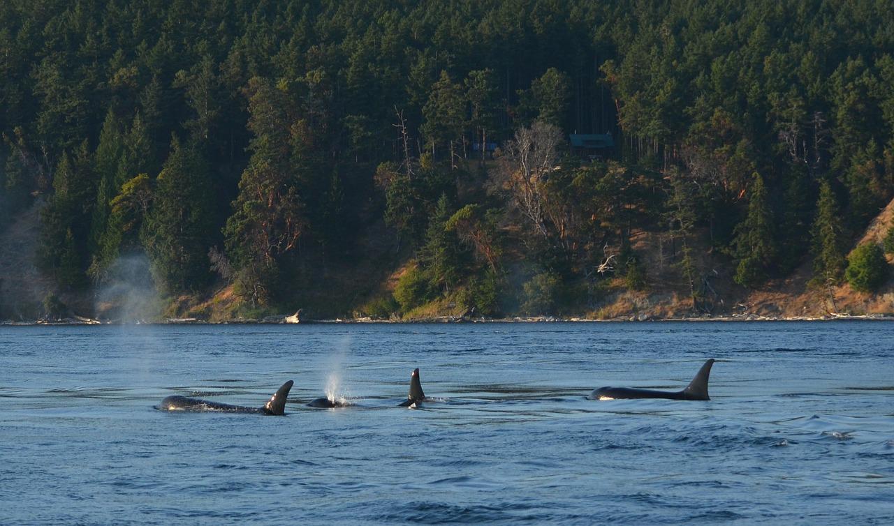 3 Killer Whales Hunt a 9-Foot Great White Shark and Eat its Liver in