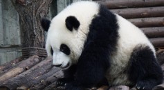 Panda Adult Big