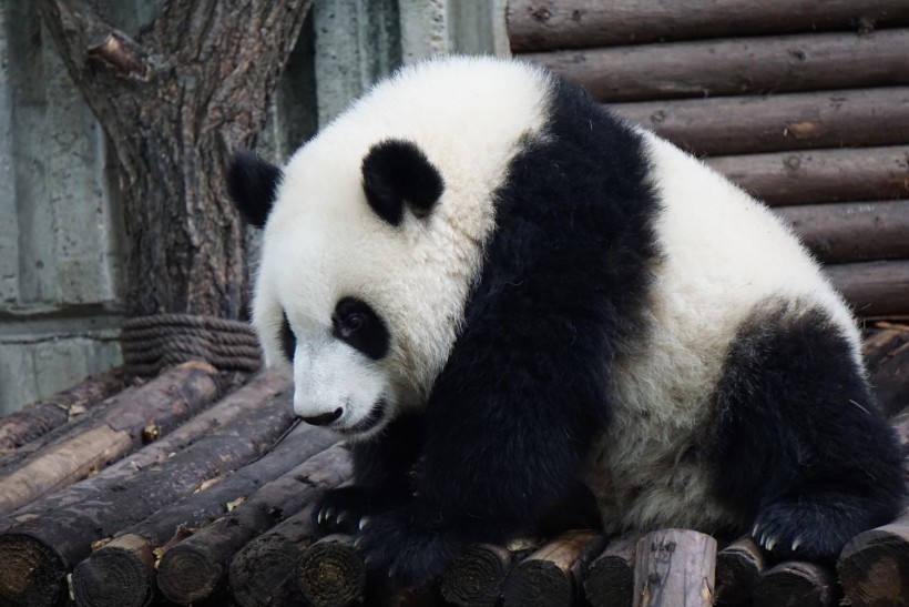 Panda Adult Big