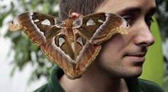 Tropical Butterflies At London Zoo