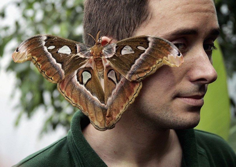 Tropical Butterflies At London Zoo