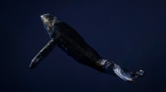  Eye Protein in Whales Enables Them to See in the Dark to Dive Deep in the Ocean, Study Reveals