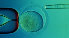 Doctors Transplant Embryo Cells to Cure Illness