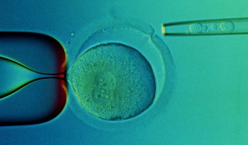 Doctors Transplant Embryo Cells to Cure Illness