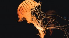  Rare Jellyfish Filmed Off the Coast of Papua New Guinea Could Be A New Species