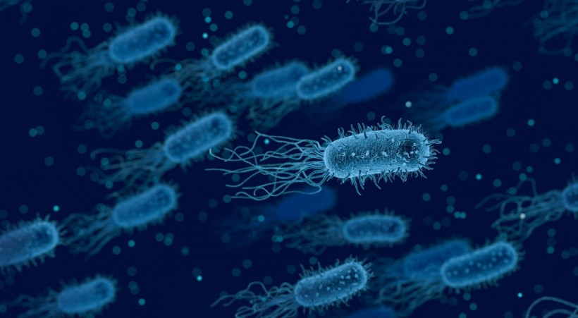 Bacteria Medical Biology Health