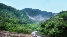 Jungle fog trees green rainforest