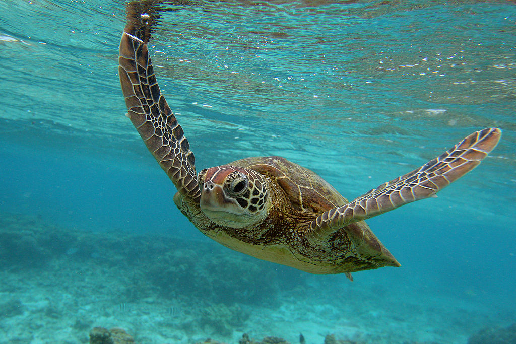 How Many Sea Turtles Are Left In Australia