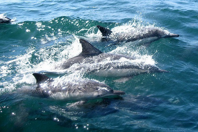Pod of Dolphins Saved Swimmer from a Lurking 6-Foot Great White Shark: Why Are These Predators Afraid From Those Marine Mammals?