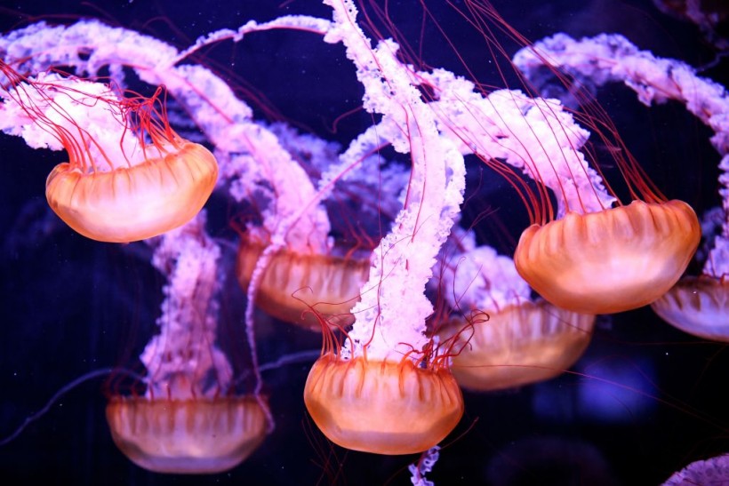 Comb jellies and neuron evolution