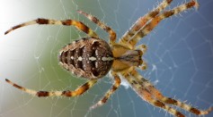 Spider Animal Cobweb