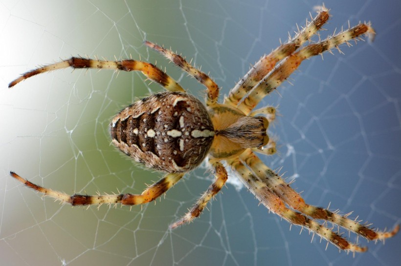 Spider Animal Cobweb