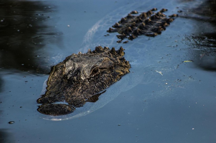  Alligator Bites the Face of A 34-Year-Old Man Swimming on A Lake How Often Do These Attacks Happen?