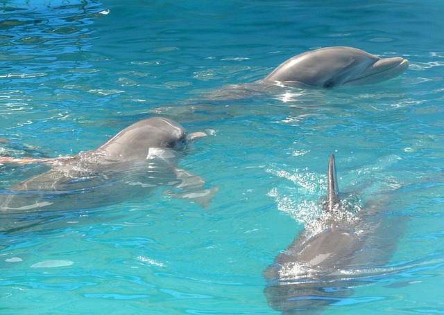 Male Bottlenose Dolphins Whistle To Each Other Rely On Wingmen To Woo Potential Mates Science 8158