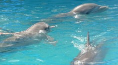  Male Bottlenose Dolphins Whistle to Each Other, Rely on Wingmen to Woo Potential Mates