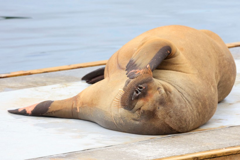 NORWAY-ANIMAL-WALRUS-FREYA-OFFBEAT