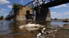 Thousands of Dead Fish on Oder River