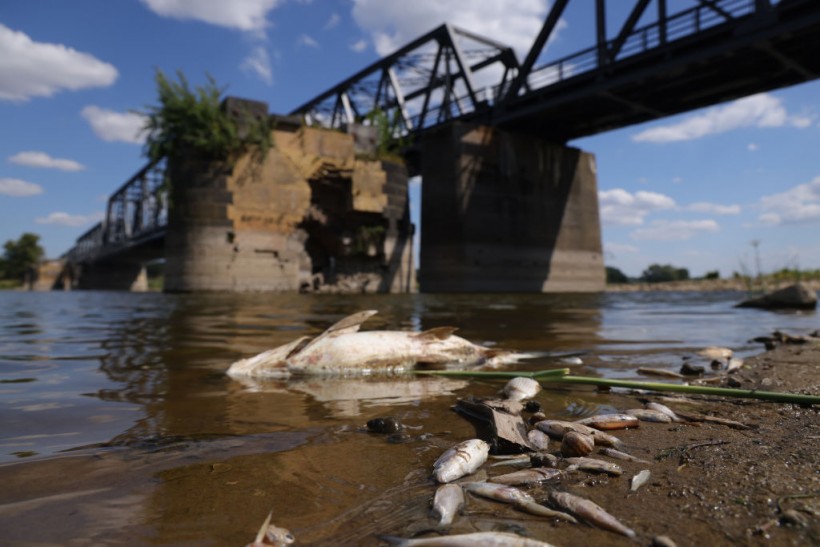 Thousands of Dead Fish on Oder River