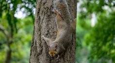 Squirrel - Splooting