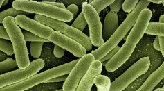Koli Bacteria 