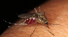  West Nile Virus-Infected Mosquitoes Detected in New York While 2 Human Cases are Reported
