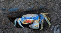 Blue Crab