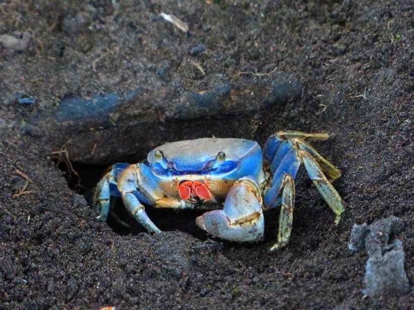 Blue Crab