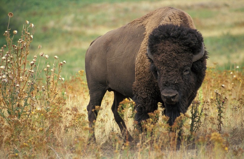  Increased Tourism in National Parks Trigger Bison Attacks Like the Teenage Hiker Gored in South Dakota