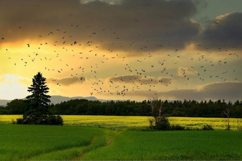 Countryside Birds Sunset