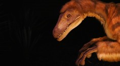  Scientists Working on a Museum Dinosaur Reveal More Unusual Discoveries As They Continue to Study It