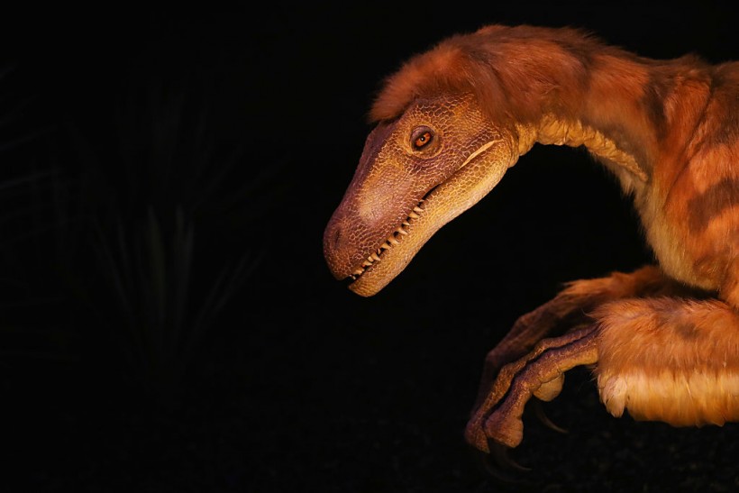  Scientists Working on a Museum Dinosaur Reveal More Unusual Discoveries As They Continue to Study It
