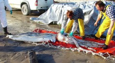 Giant Squid Washed Up In Tasmania