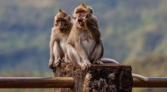  Monkeys in Indonesia Use Stones for Self-Directed Tool-Assisted Sexual Stimulation