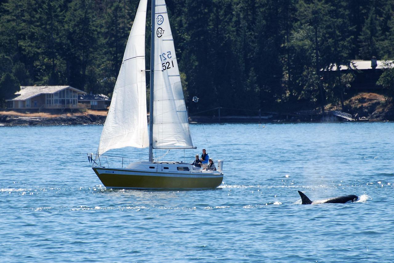 Why Are Killer Whales Attacking Boats? Orcas Attacking Sailboats on