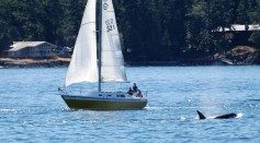  Why are Killer Whales Attacking Boats? Orcas Attacking Sailboats on European Coasts
