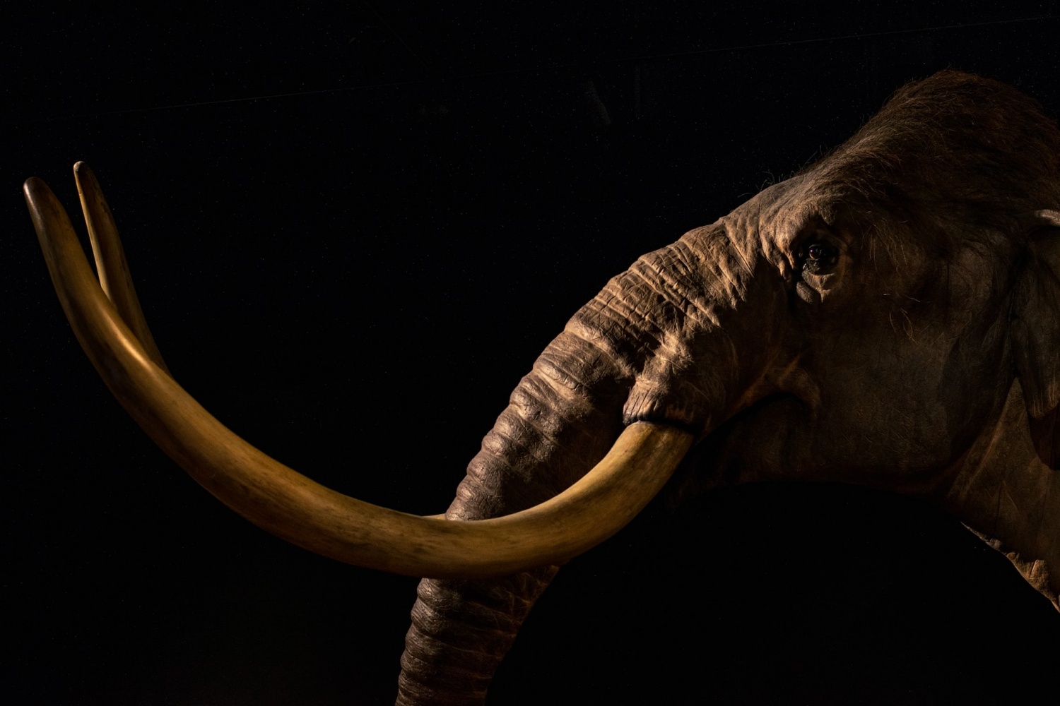 Woolly Mammoth Resurrection or Recreation in the Arctic Be Possible