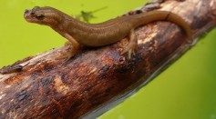  Lungless Salamander Developed Lungs at Early Stage of Embryonic Development Before It Mysteriously Disappears, Study Reveals